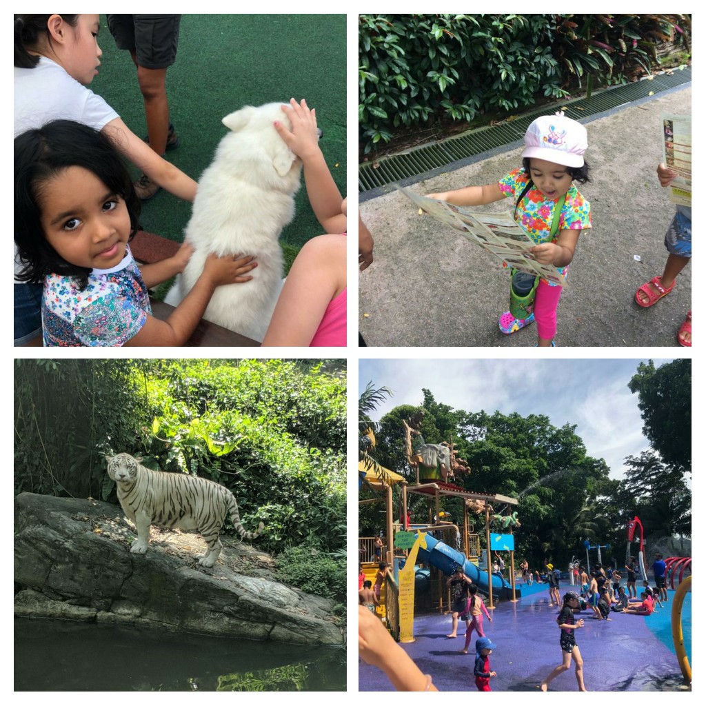 My visit(s) to the Singapore Zoo – Animals, Birds and Much More! #kbcKaadooMonkeyTales