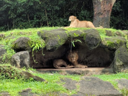 The Amazing Trip to the Zoo #kbcKaadooMonkeyTales